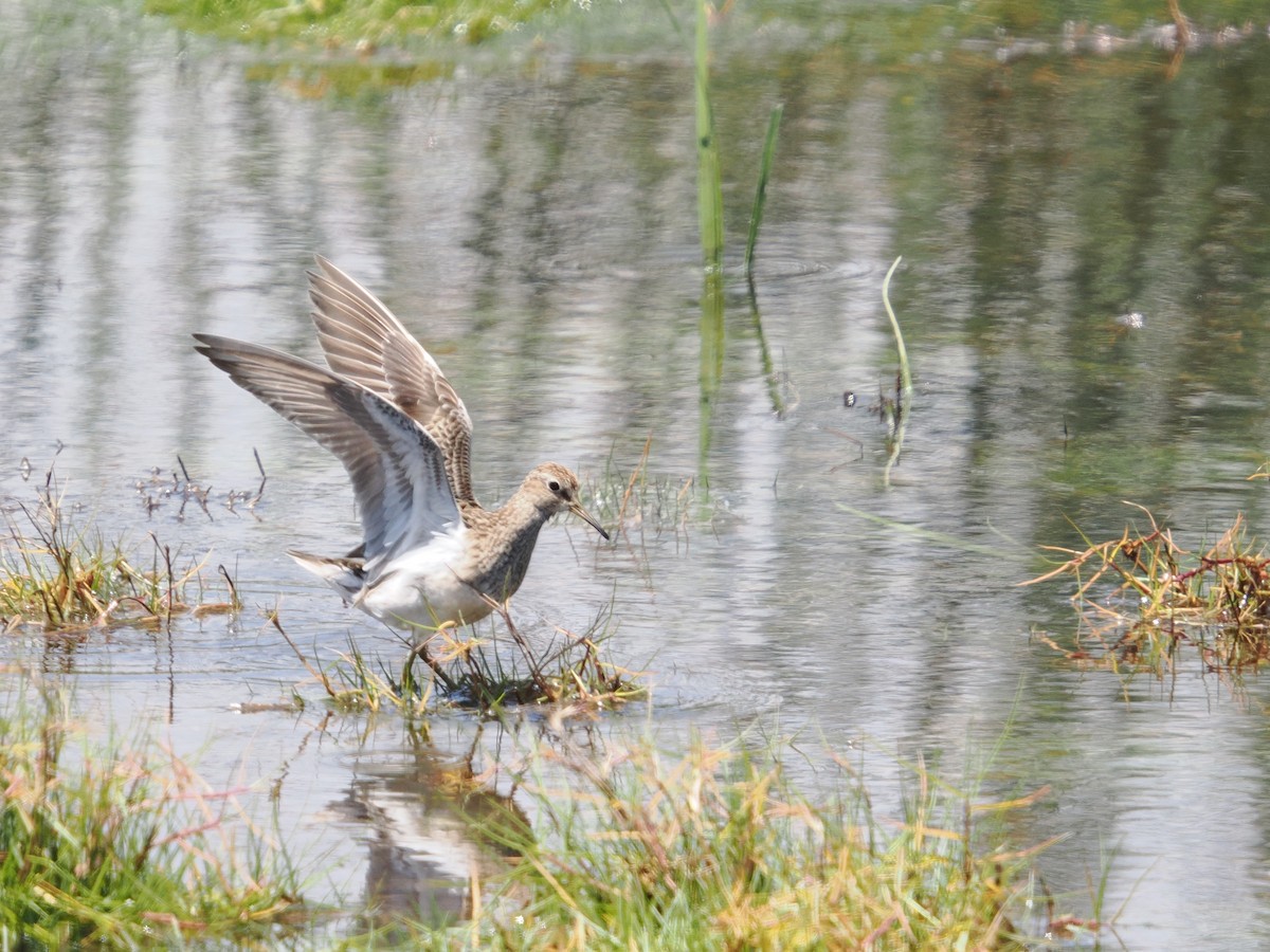 Bécasseau à poitrine cendrée - ML626411002