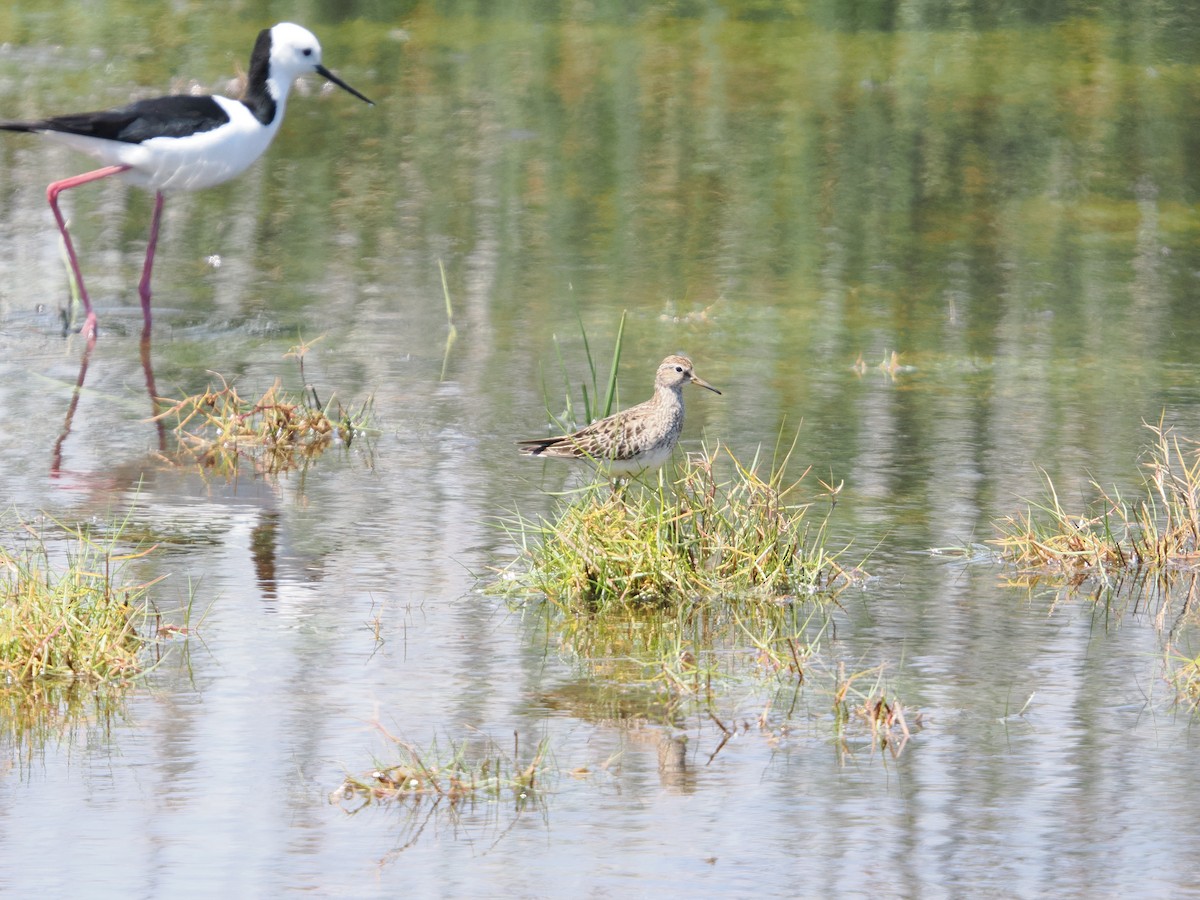 Bécasseau à poitrine cendrée - ML626411004
