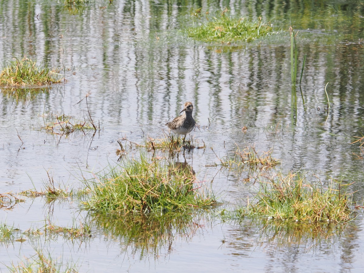 Bécasseau à poitrine cendrée - ML626411005