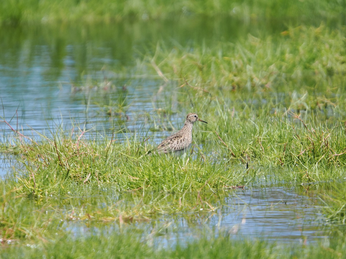 Bécasseau à poitrine cendrée - ML626411006