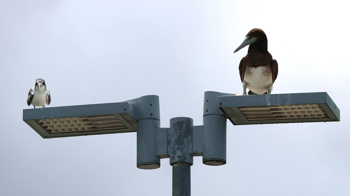 eBird Checklist - 16 Nov 2024 - Palm Cove Jetty - 12 species