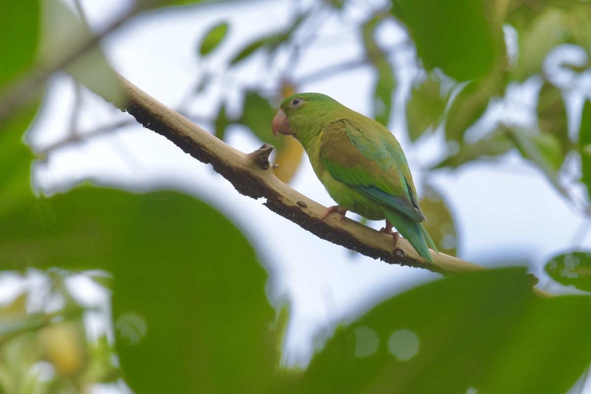 Orange-chinned Parakeet - ML626411313