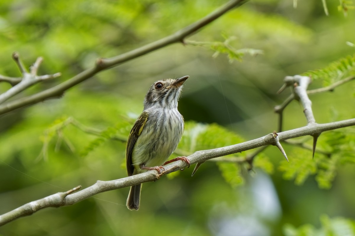 White-bellied Pygmy-Tyrant - ML626411576