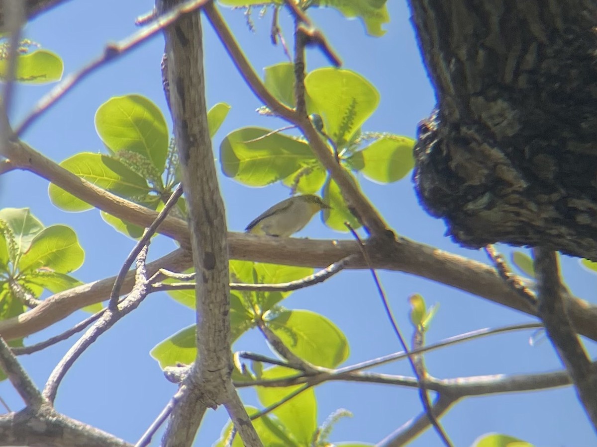 Ashy-bellied White-eye - ML626411600
