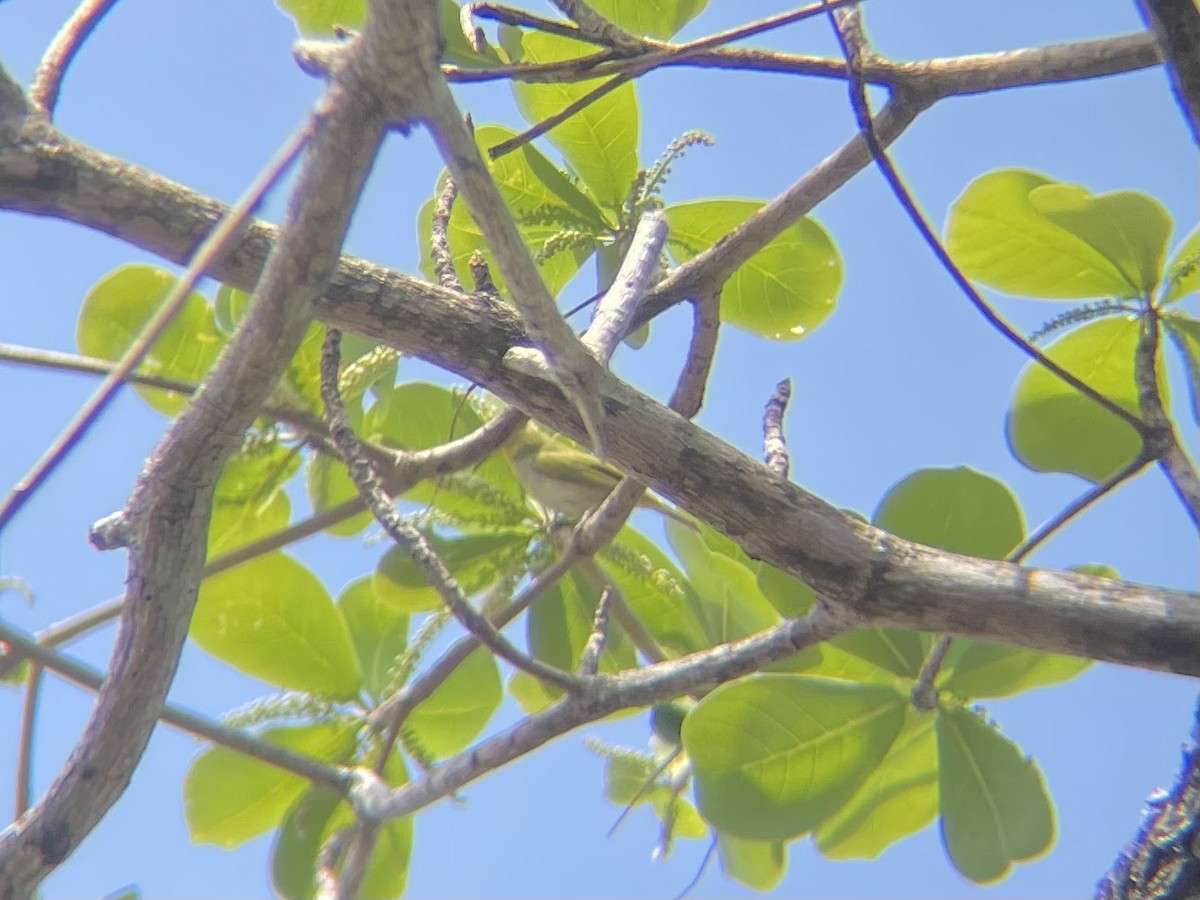 Ashy-bellied White-eye - ML626411601