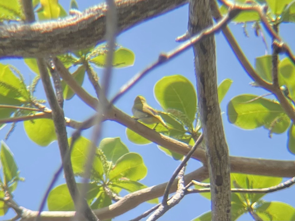 Ashy-bellied White-eye - ML626411602