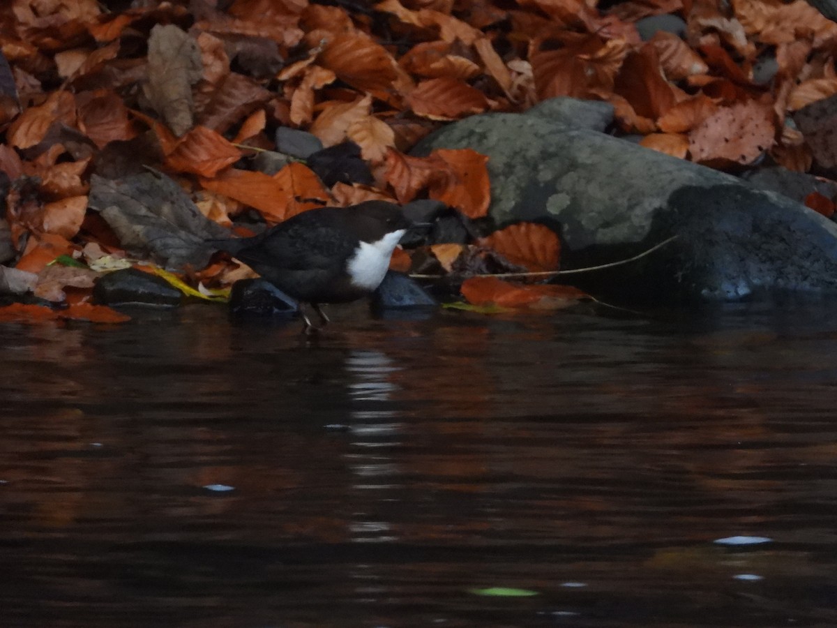 Wasseramsel - ML626411901