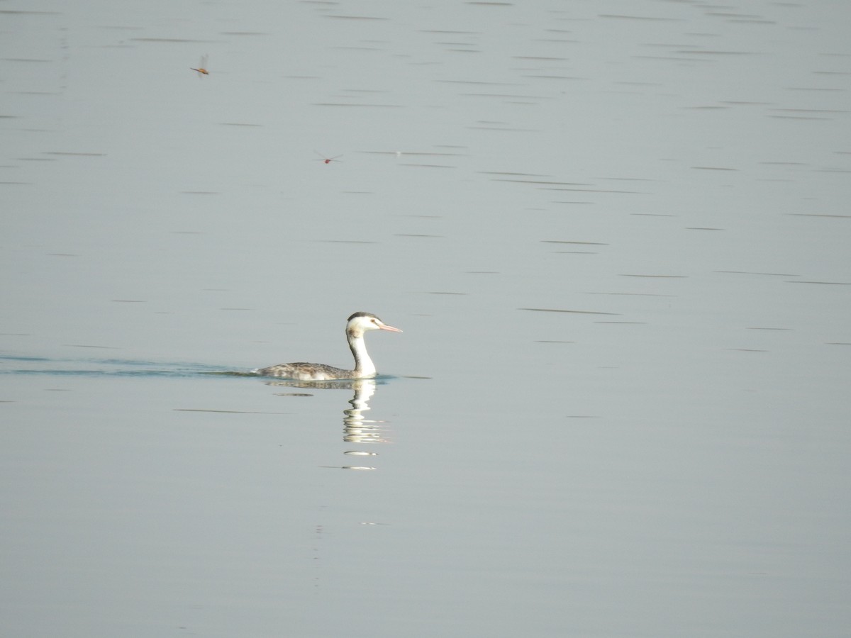 toppdykker - ML626411954