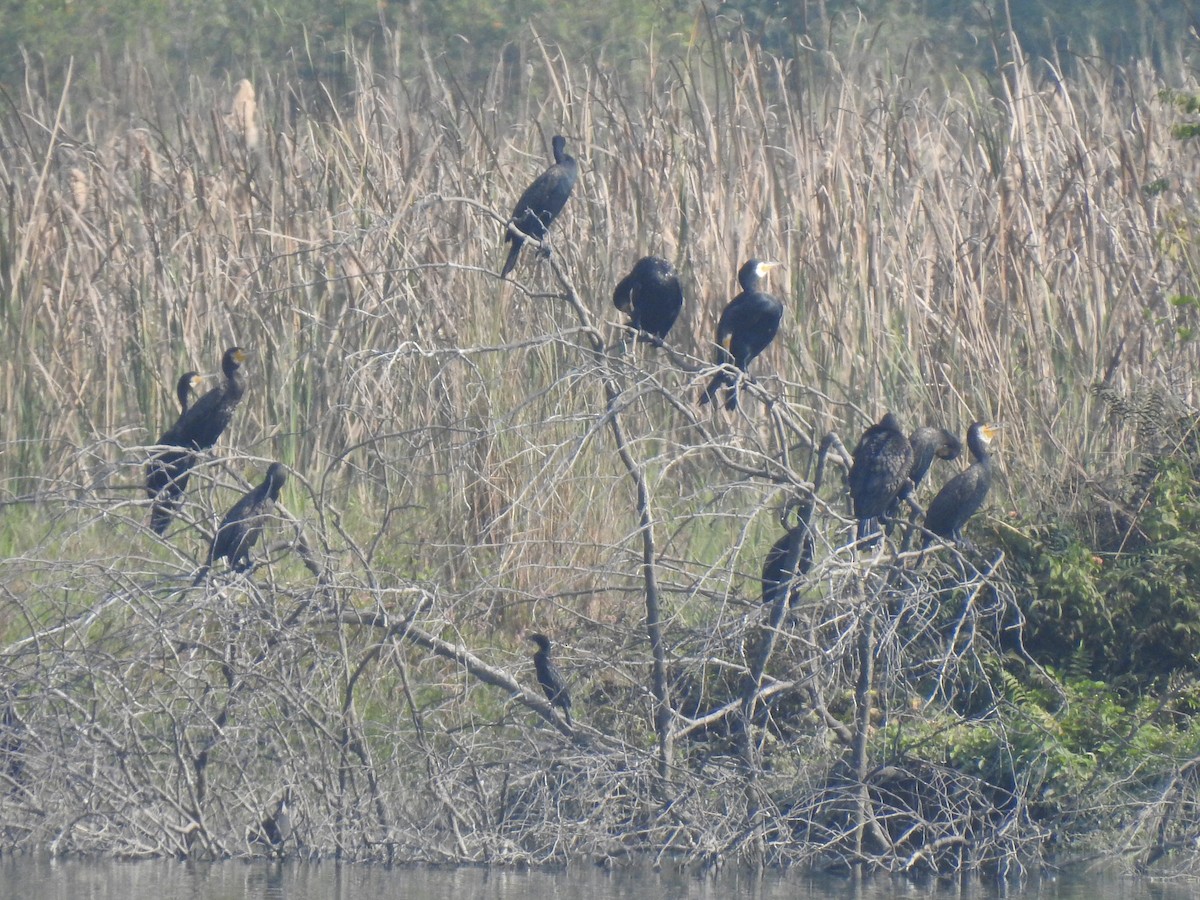 storskarv - ML626411959