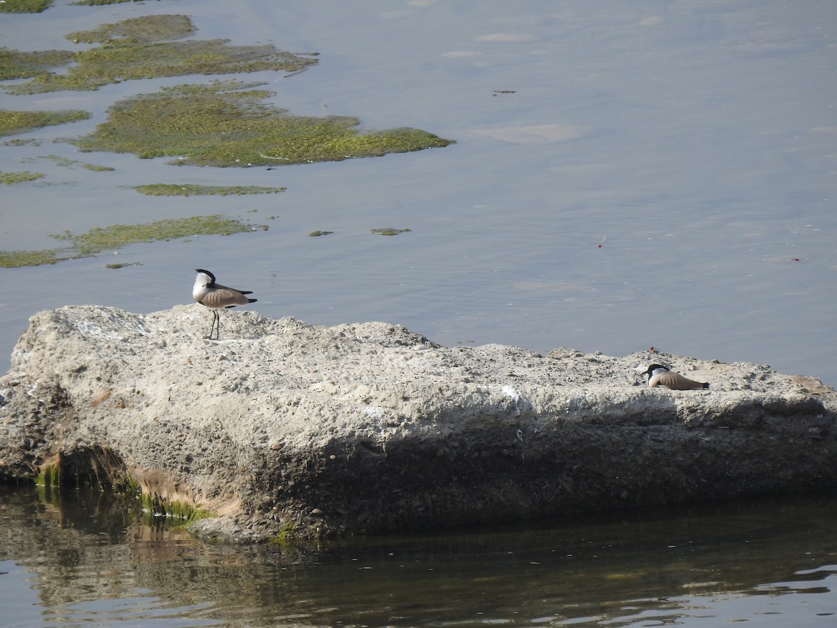 elvevipe - ML626412039