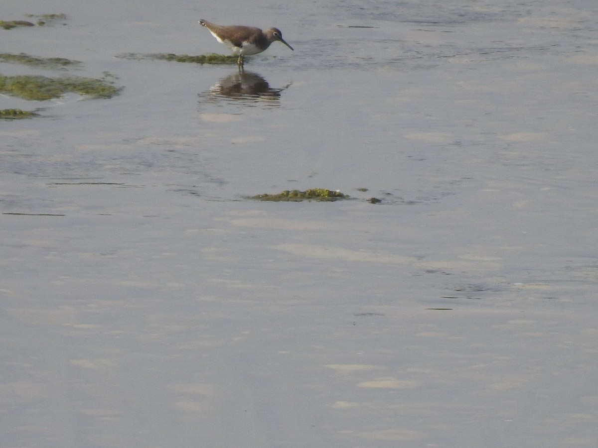 strandsnipe - ML626412046