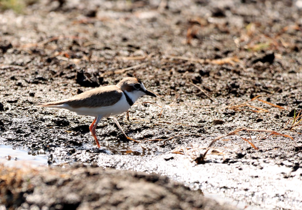 Collared Plover - ML626412265