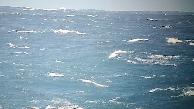 Mottled Petrel - ML626412294