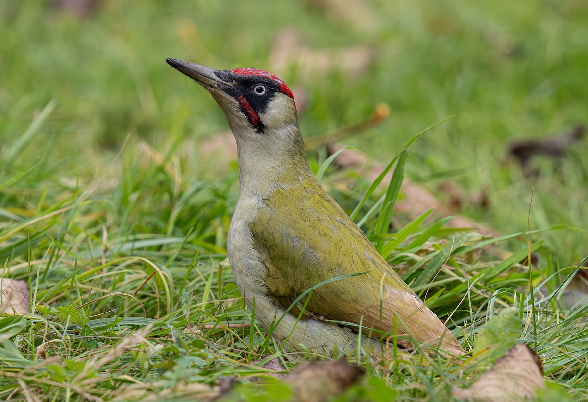 Eurasian Green Woodpecker - ML626412456