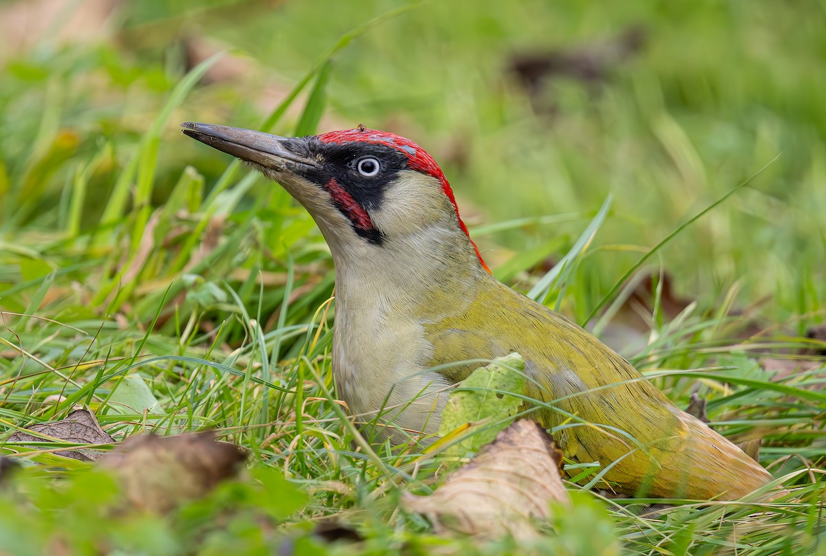 Eurasian Green Woodpecker - ML626412458