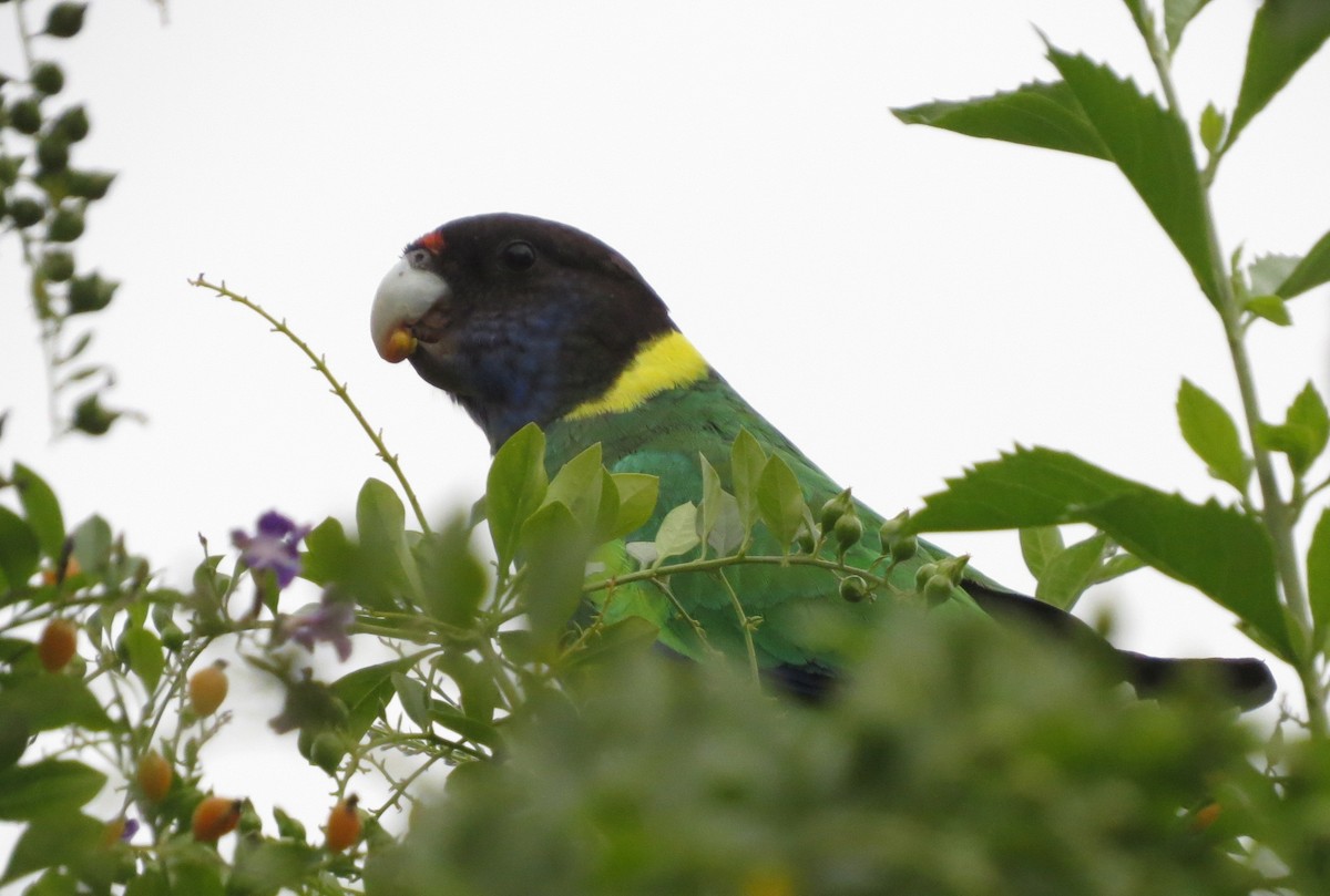 Australian Ringneck - ML62641251