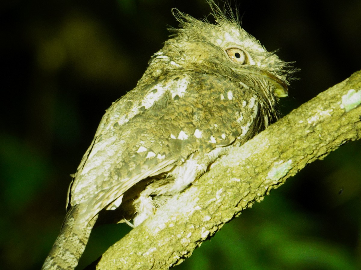 Sri Lanka Frogmouth - ML626412648