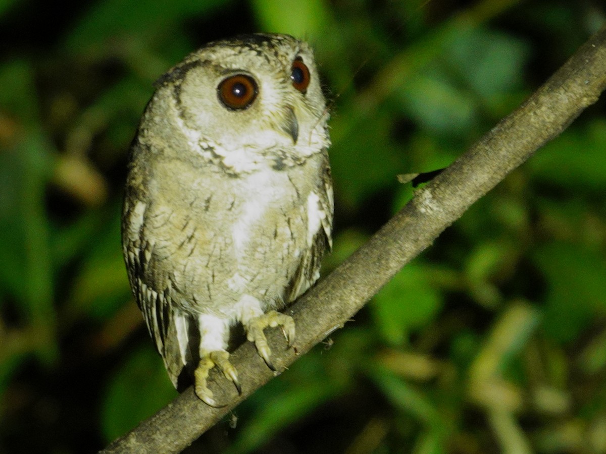 Oriental Scops-Owl - ML626412653