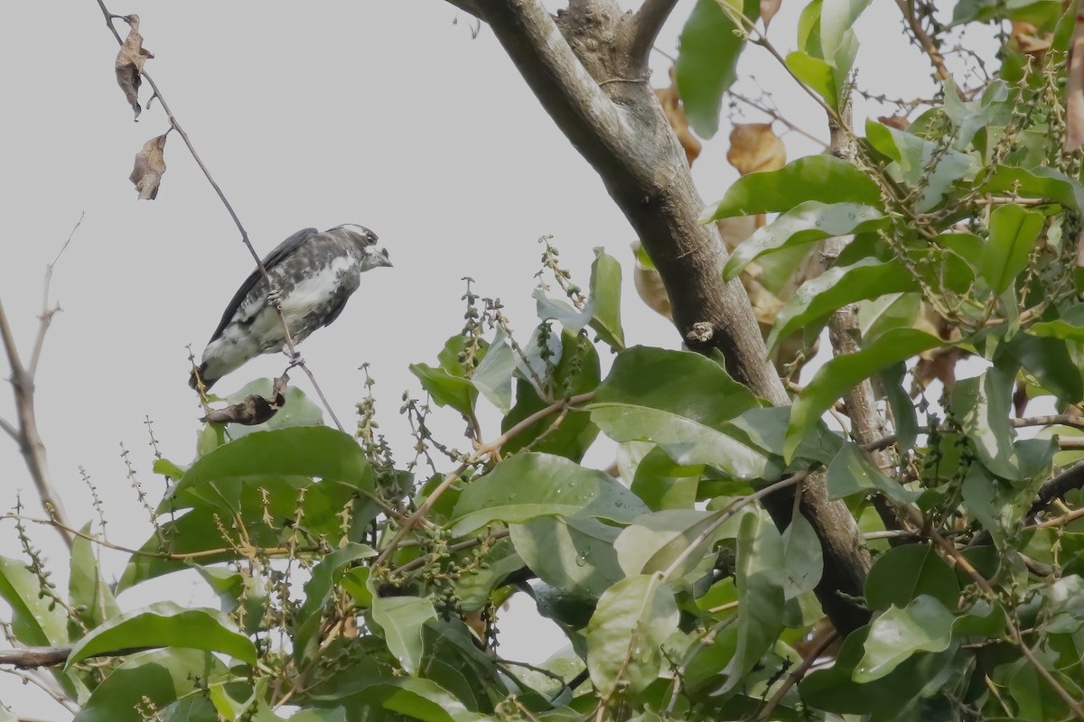 White-browed Purpletuft - ML626412662