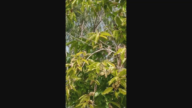 Fulvous-breasted Woodpecker - ML626412685