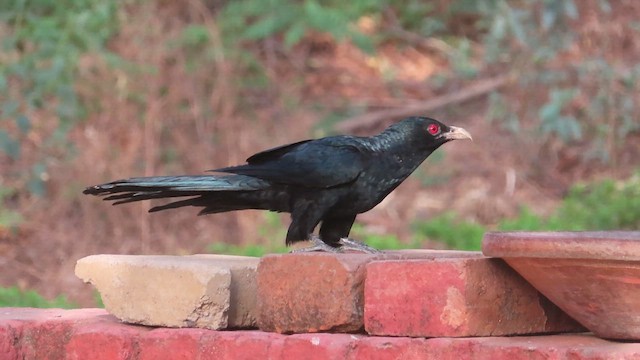 Asian Koel - ML626412707