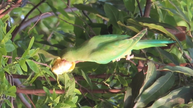 ホンセイインコ - ML626412713