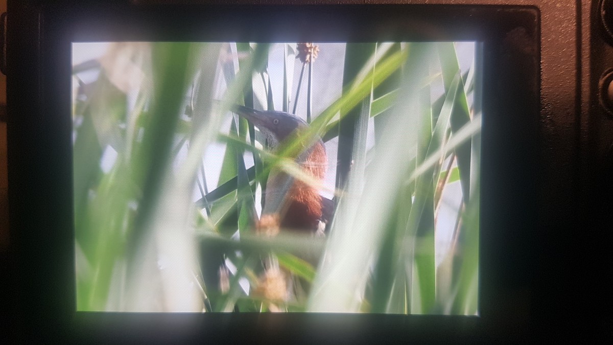 Black-backed Bittern - ML626412753