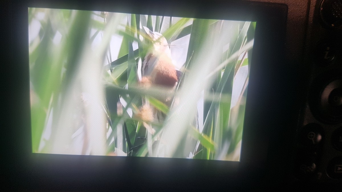 Black-backed Bittern - ML626412756