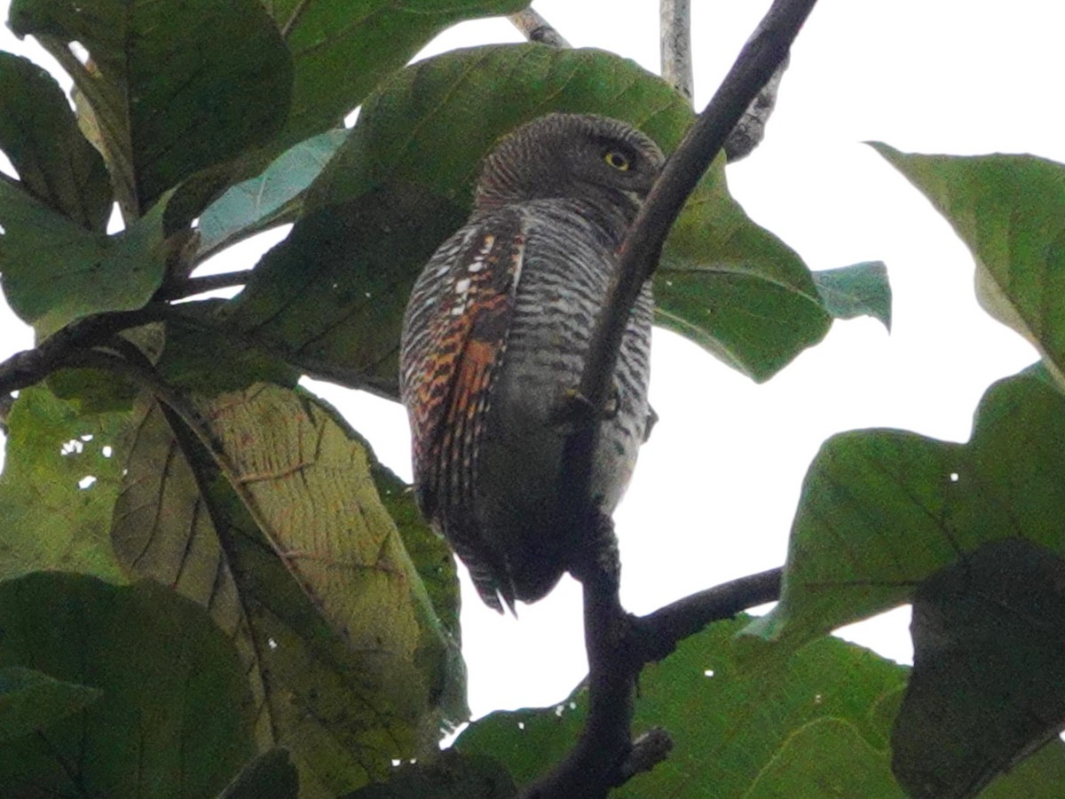 Jungle Owlet - ML626412759