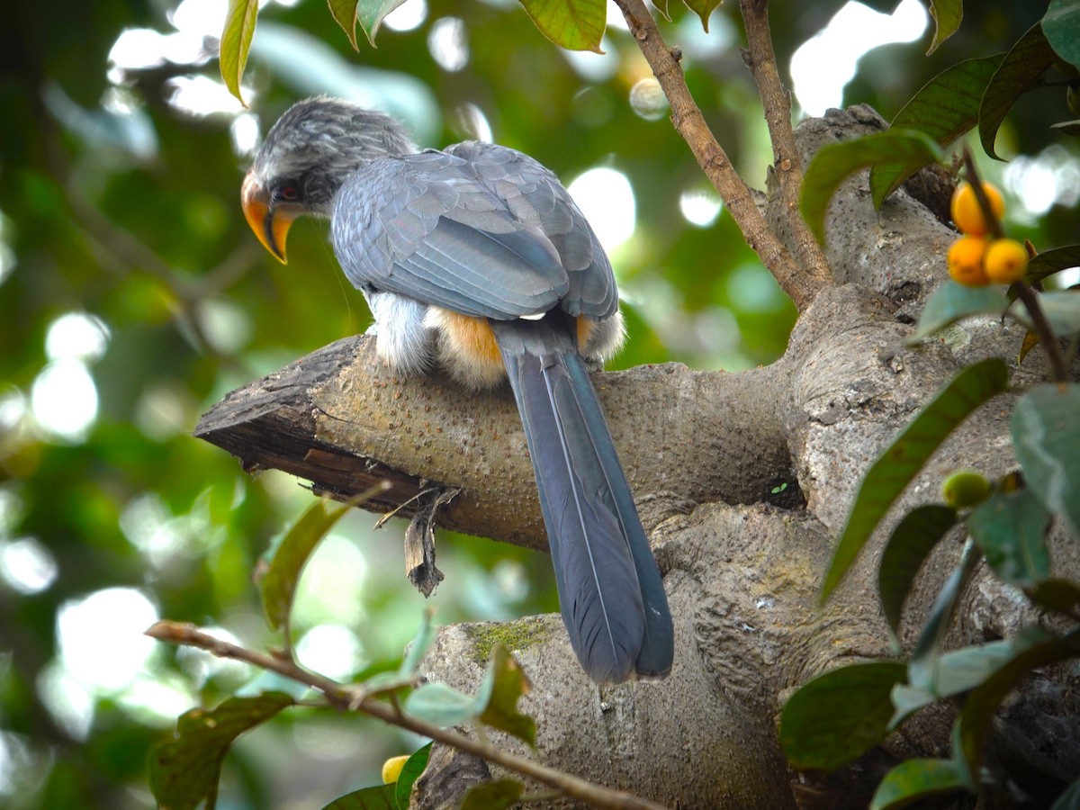 Malabar Gray Hornbill - ML626412765