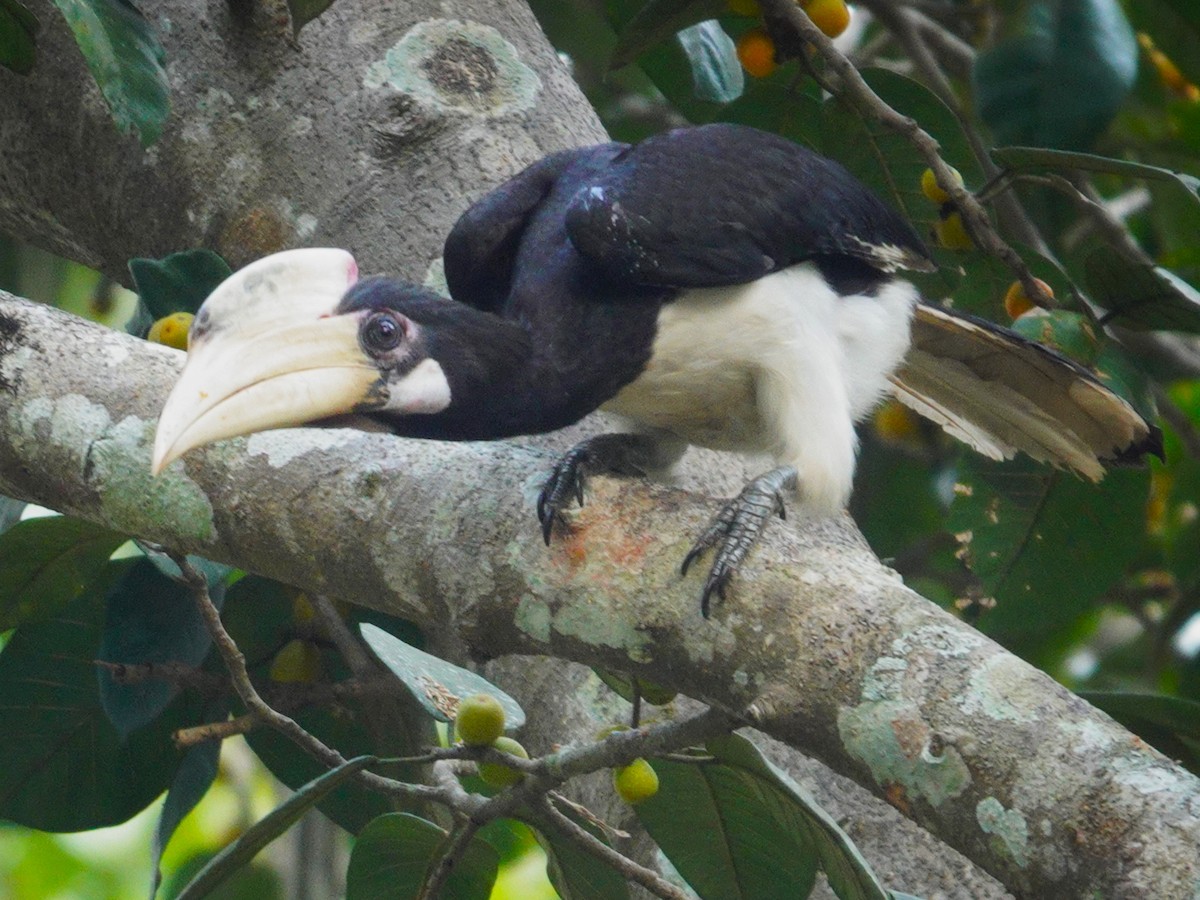 Malabar Pied-Hornbill - ML626412778