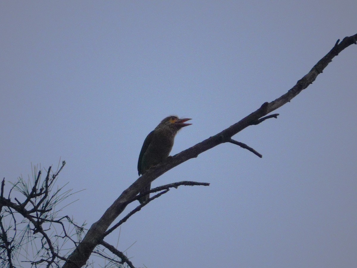 Brown-headed Barbet - ML626412795