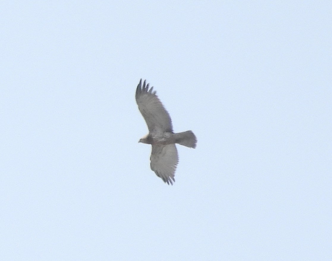 Short-toed Snake-Eagle - ML626412823