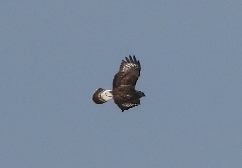 Rough-legged Hawk - ML626412824