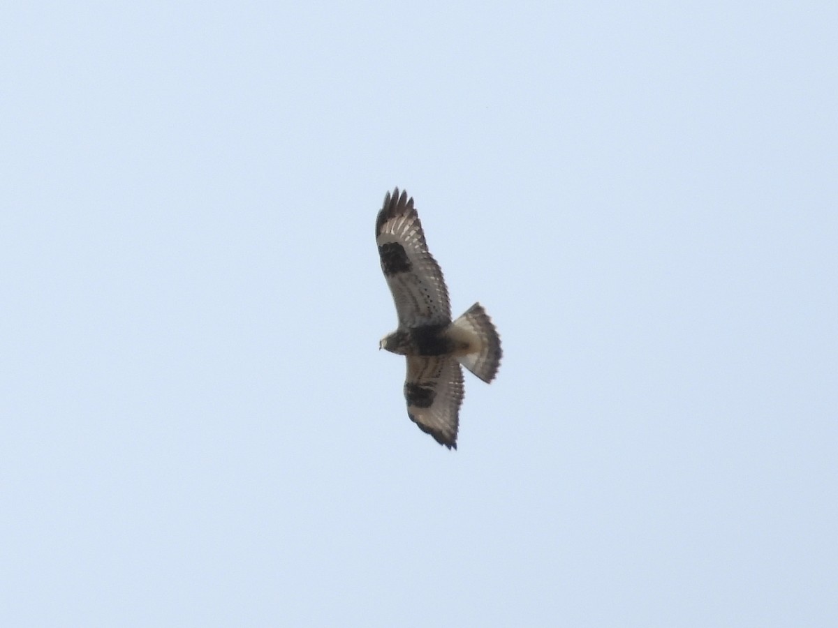 Rough-legged Hawk - ML626412825