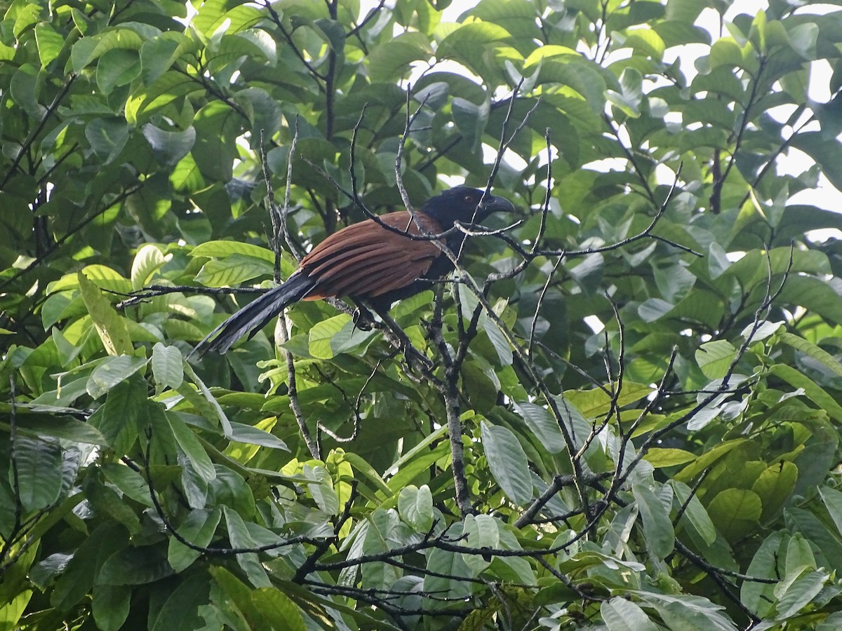 Greater Coucal - ML626412930