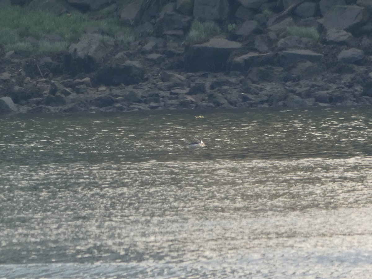 Long-tailed Duck - ML626413051