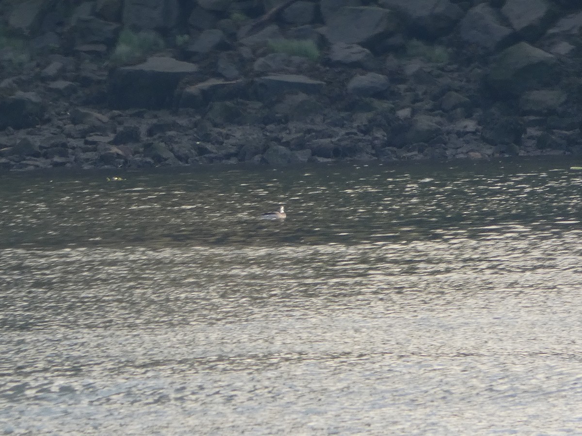Long-tailed Duck - ML626413052