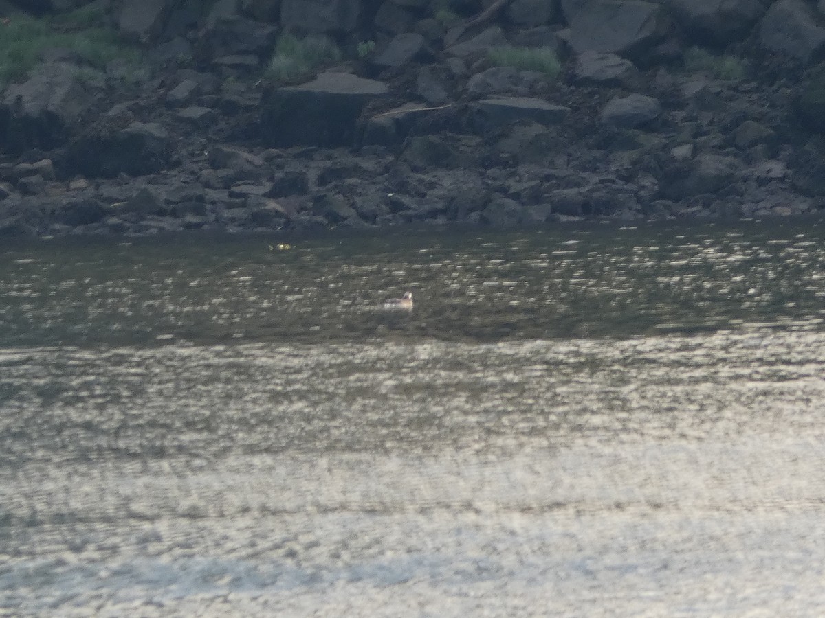 Long-tailed Duck - ML626413053