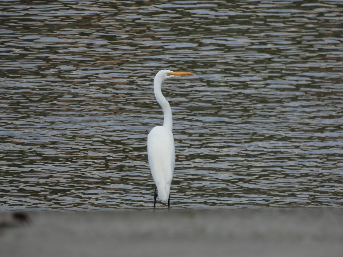 Great Egret - ML626413055