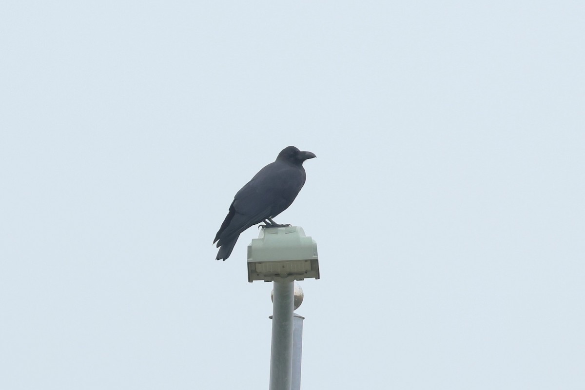 Large-billed Crow - 志民 蘇