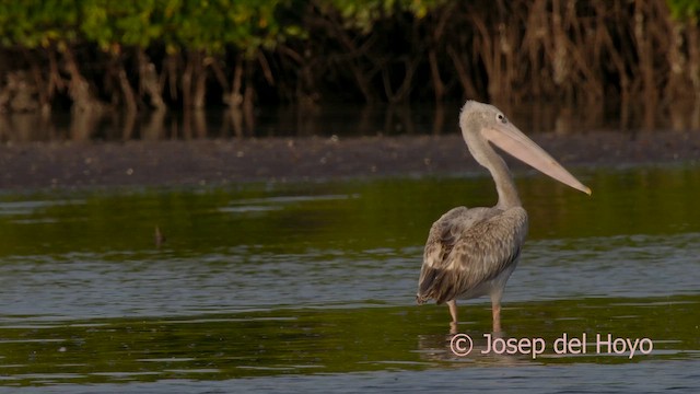 Pink-backed Pelican - ML626413157