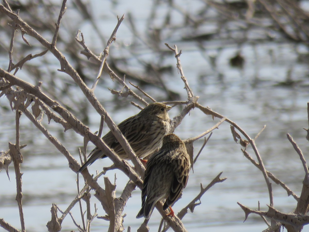 Corn Bunting - ML626413699