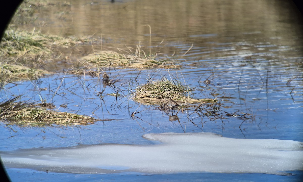 Baird's Sandpiper - ML626413954
