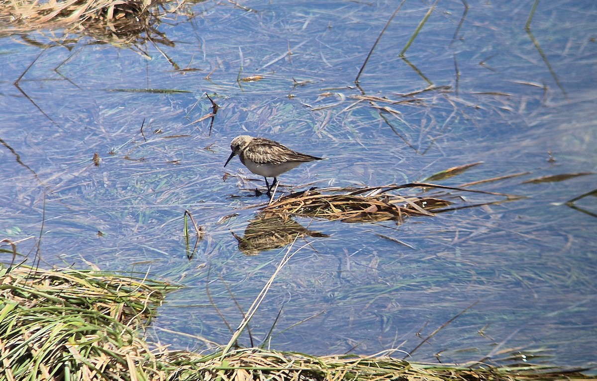 Baird's Sandpiper - ML626413955