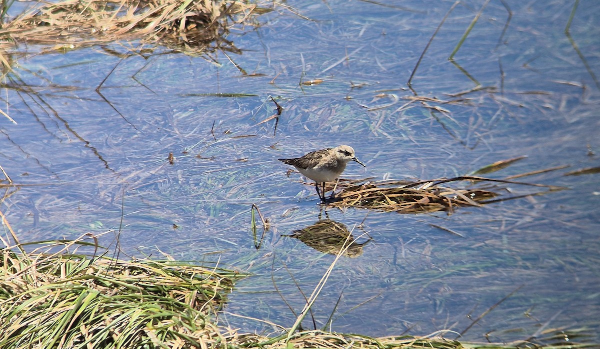 Baird's Sandpiper - ML626413957