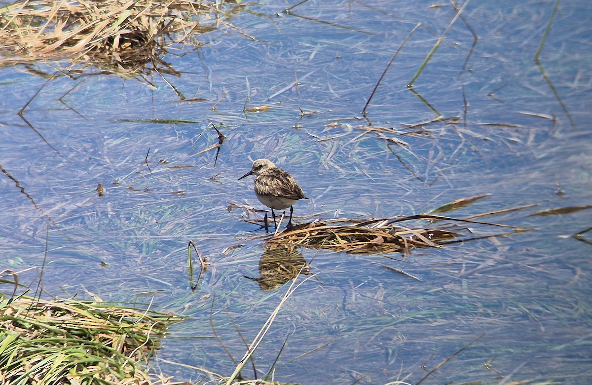 Baird's Sandpiper - ML626413959