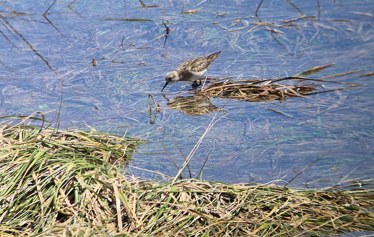 Baird's Sandpiper - ML626413961