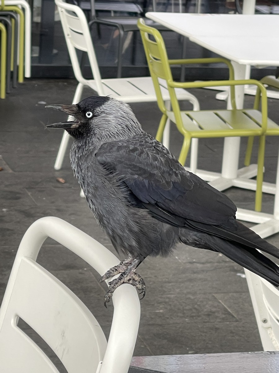 Eurasian Jackdaw - ML626414028