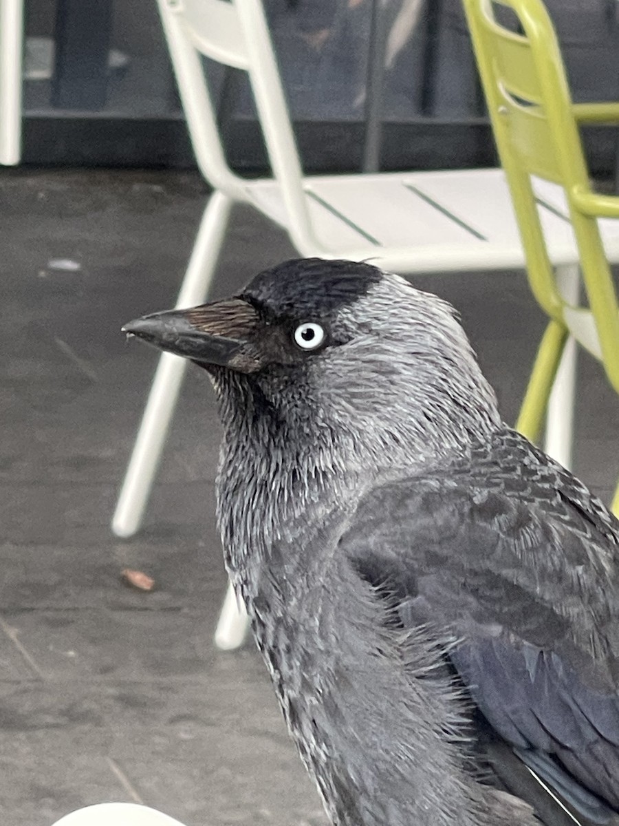 Eurasian Jackdaw - ML626414029